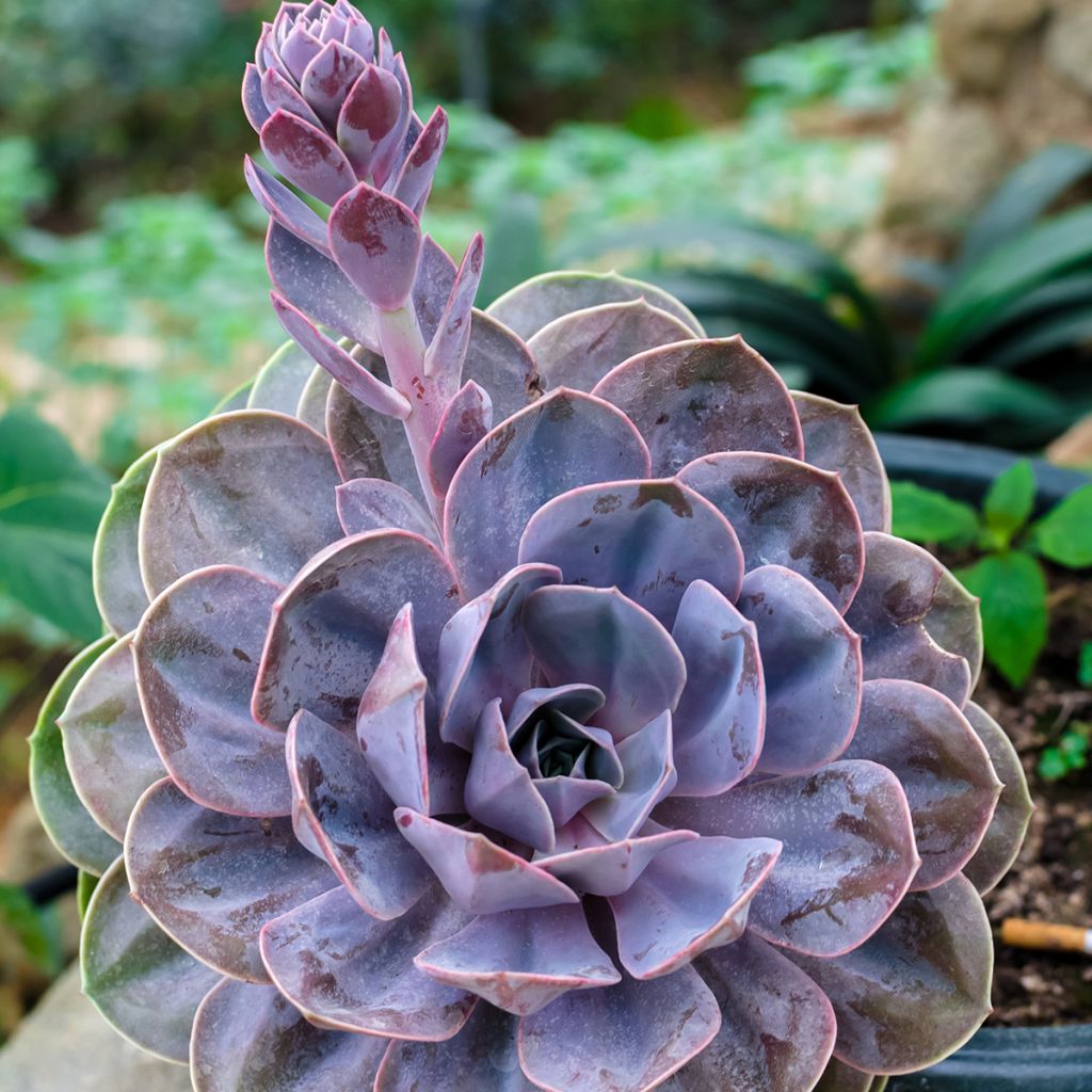 Mehiruusukkee Perle Von Nürnberg