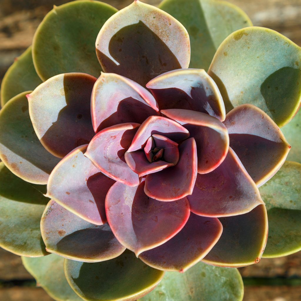 Mehiruusukkee Perle Von Nürnberg