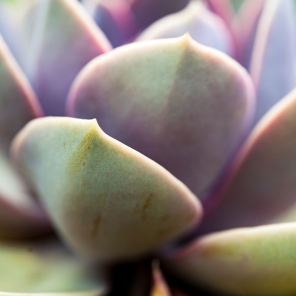 Mehiruusukkee Perle Von Nürnberg