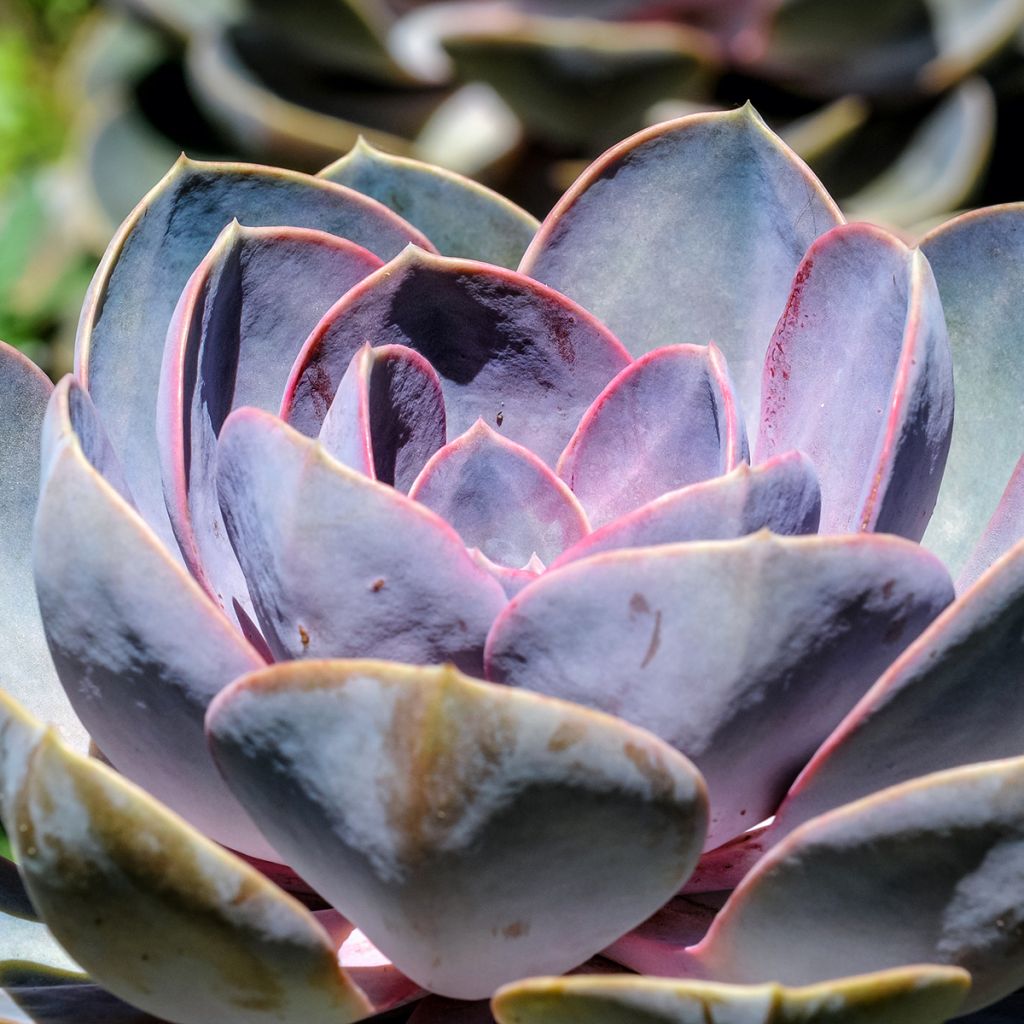 Mehiruusukkee Perle Von Nürnberg