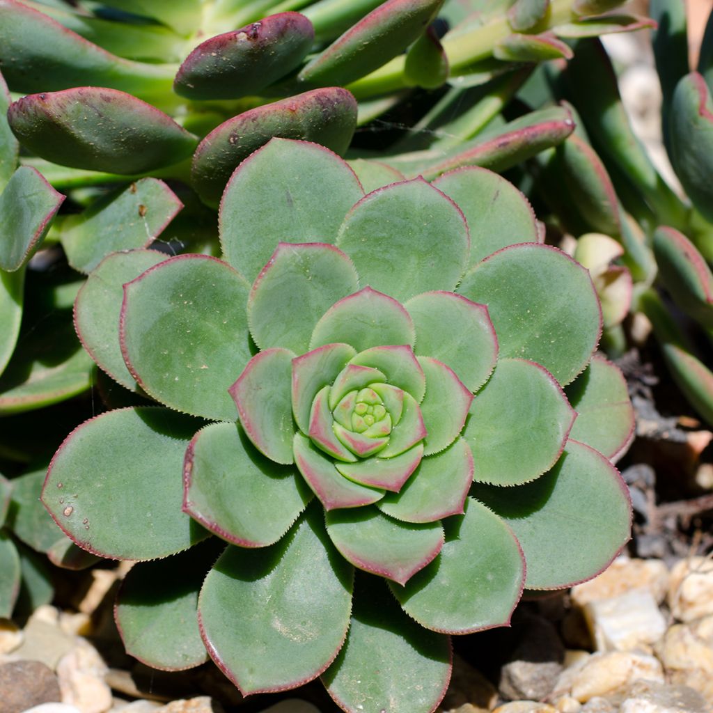 Mehiruusukkee Pink Edge