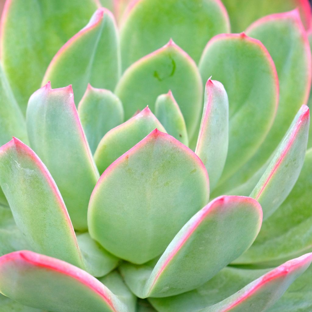 Mehiruusukkee Pink Edge