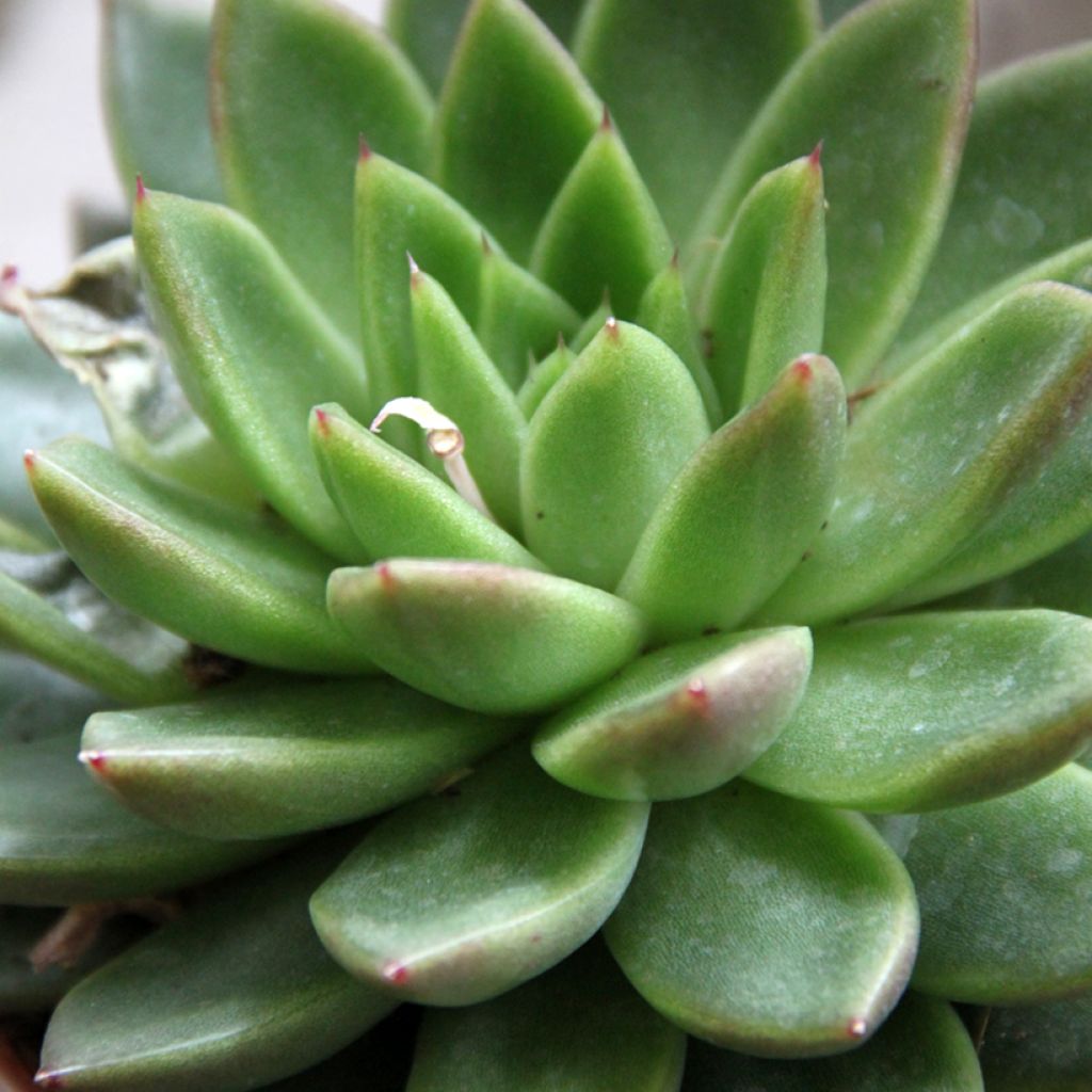 Kuultomehiruusuke - Echeveria agavoides