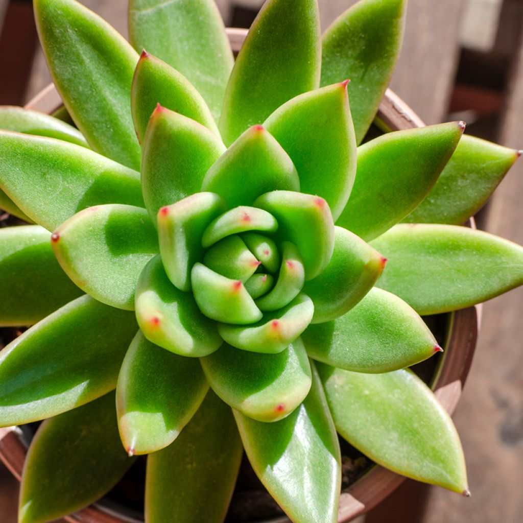 Kuultomehiruusuke - Echeveria agavoides