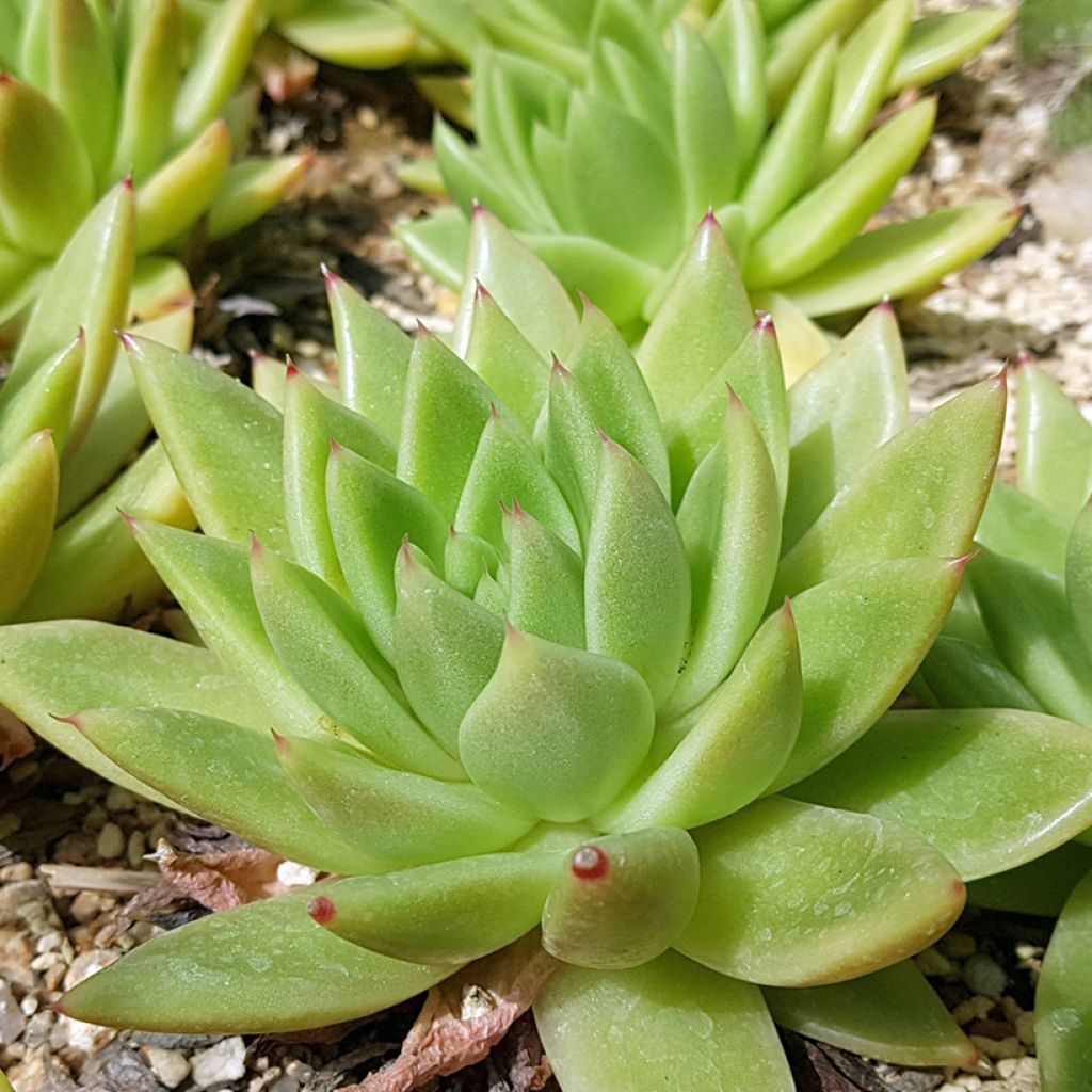 Kuultomehiruusuke - Echeveria agavoides