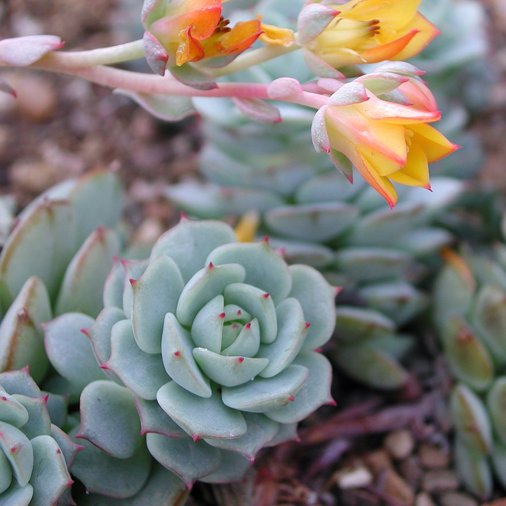 Mätäsmehiruusuke - Echeveria derenbergii
