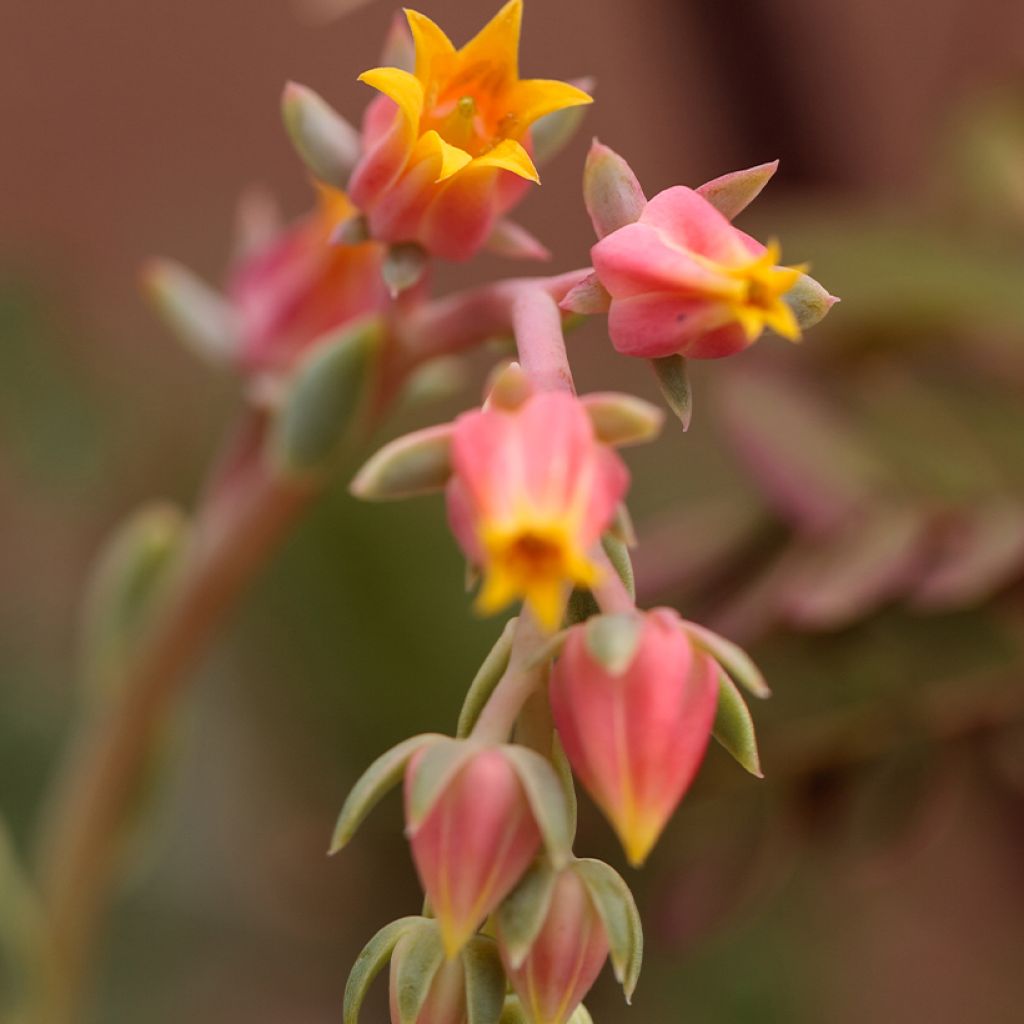 Mätäsmehiruusuke - Echeveria derenbergii
