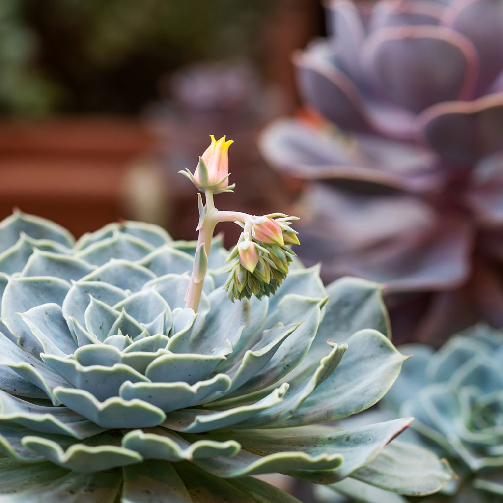 Mätäsmehiruusuke - Echeveria derenbergii