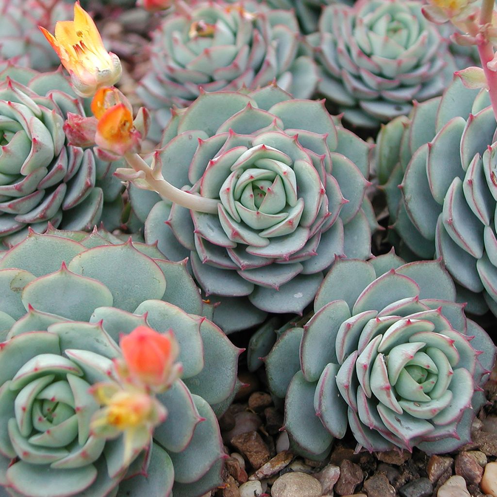Mätäsmehiruusuke - Echeveria derenbergii