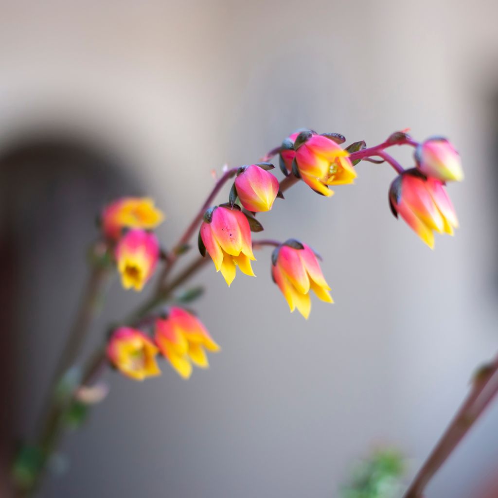 Mätäsmehiruusuke - Echeveria derenbergii
