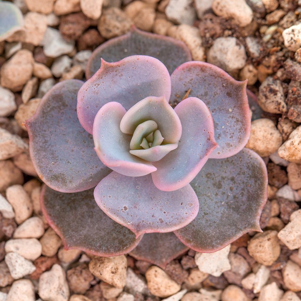 Mehiruusukkee - Echeveria lilacina