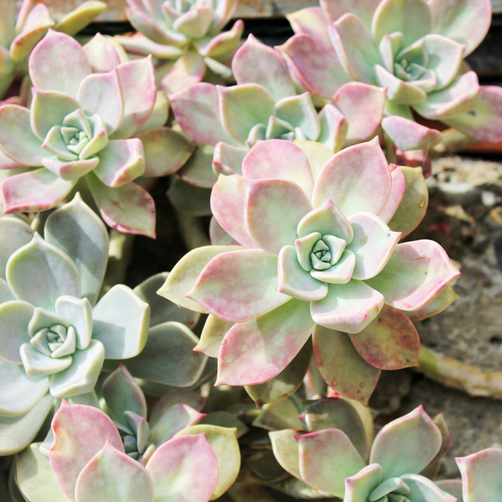 Mehiruusukkee - Echeveria lilacina