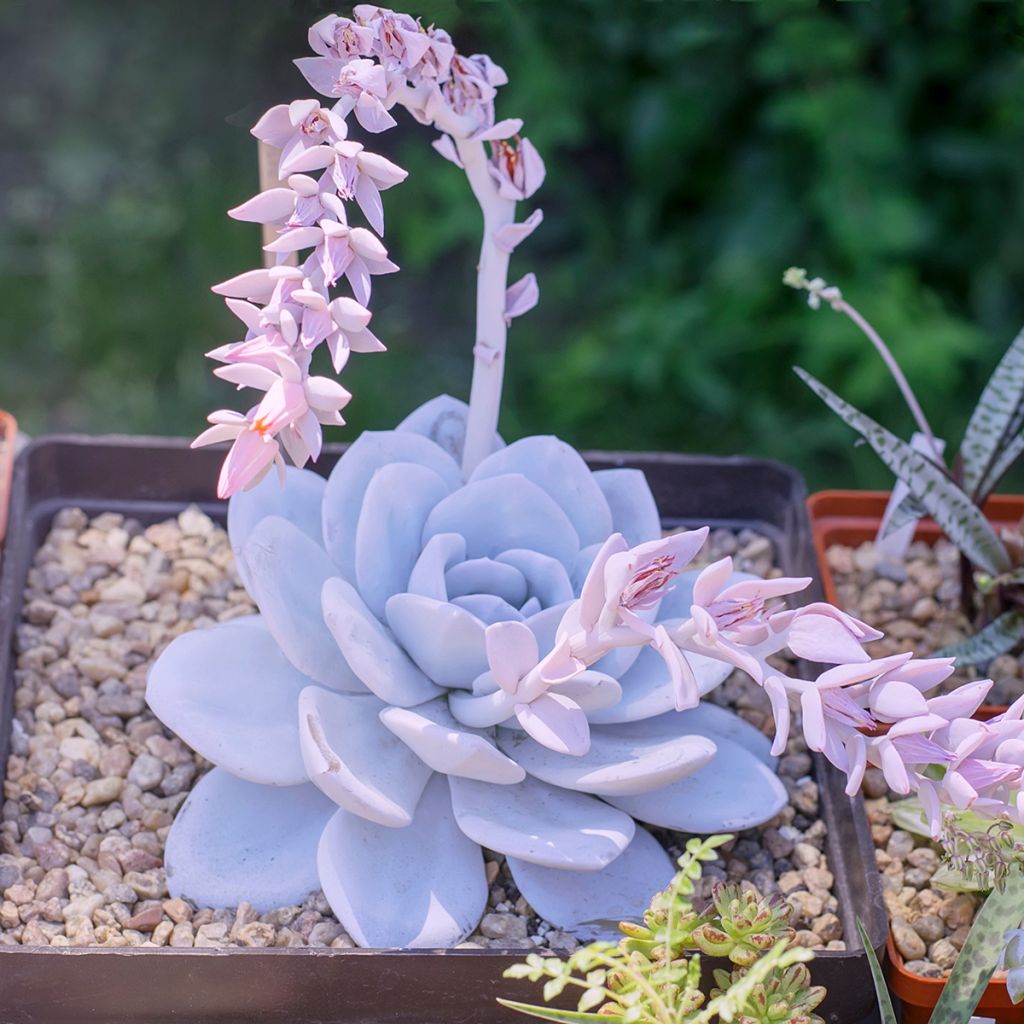 Mehiruusukkee - Echeveria lilacina