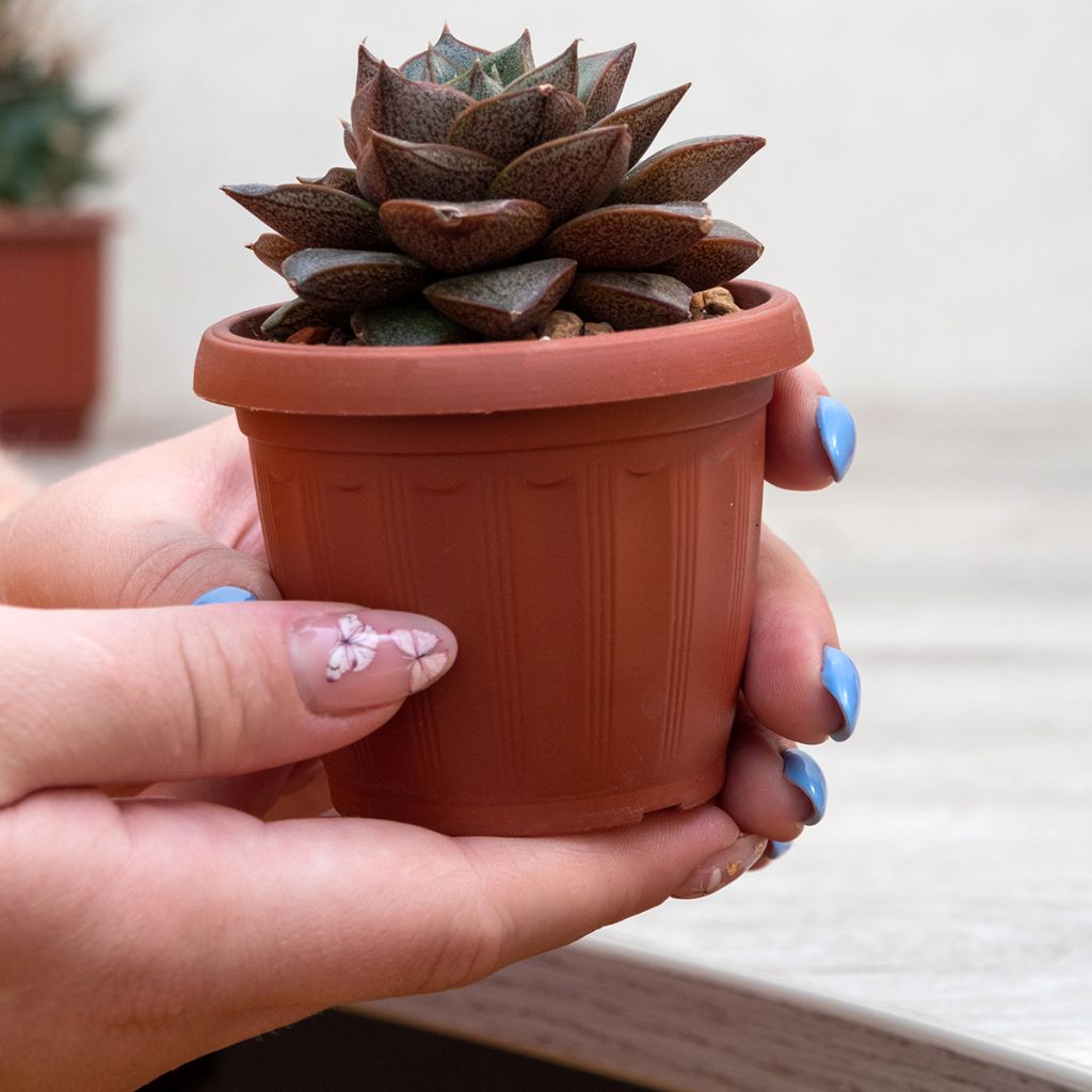 Mehiruusukkee - Echeveria purpusiorum