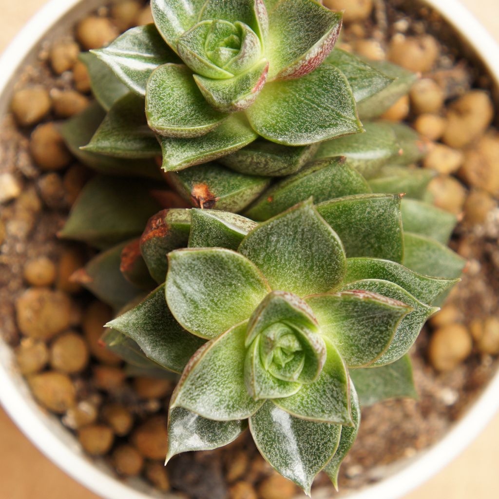 Mehiruusukkee - Echeveria purpusiorum