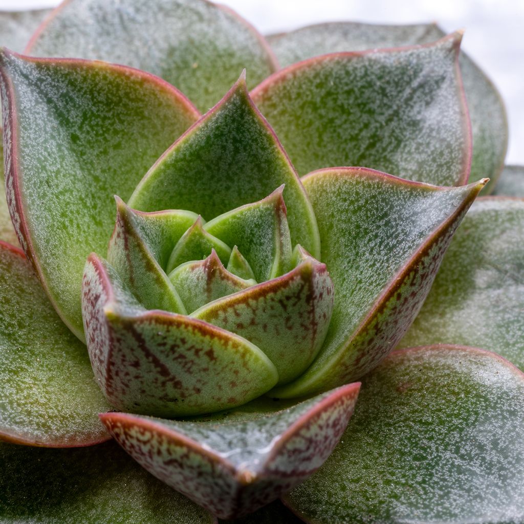 Mehiruusukkee - Echeveria purpusiorum