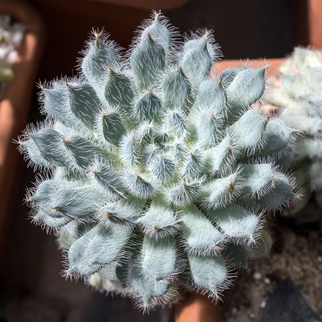 Nukkamehiruusuke - Echeveria setosa