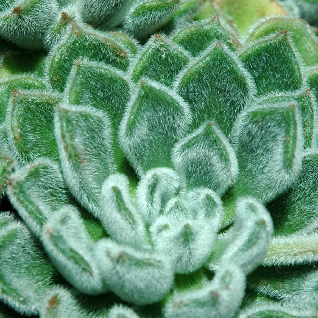 Nukkamehiruusuke - Echeveria setosa