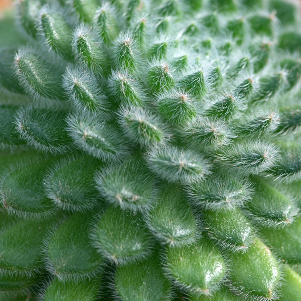Nukkamehiruusuke - Echeveria setosa