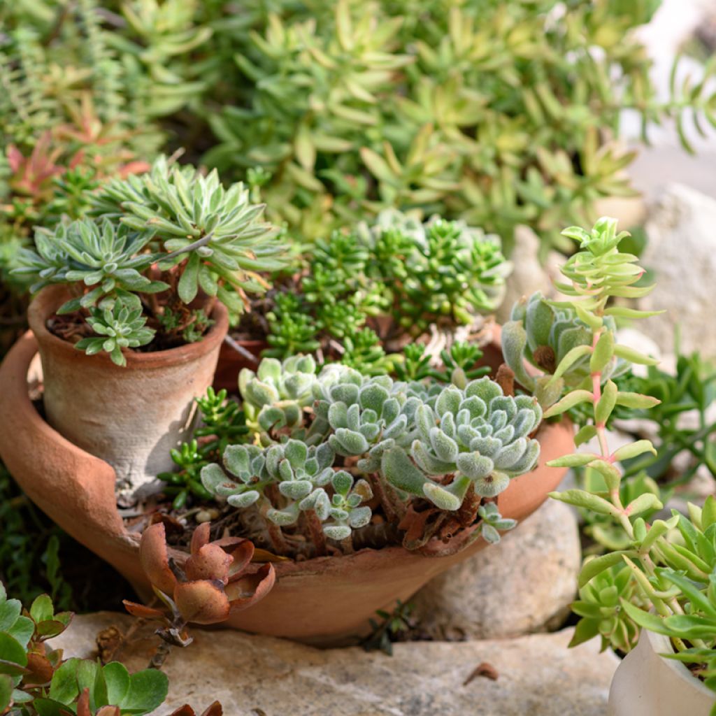 Nukkamehiruusuke - Echeveria setosa