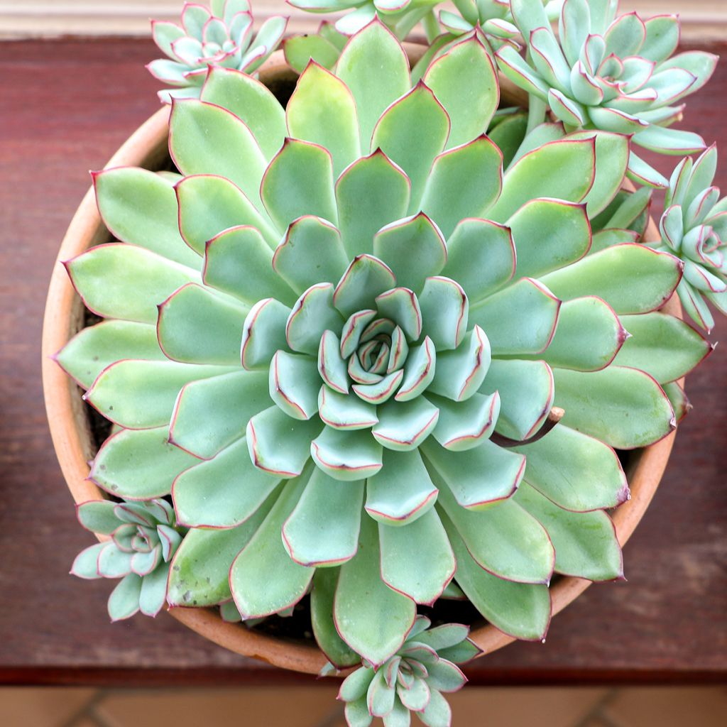 Mehiruusukkee - Echeveria pulidonis