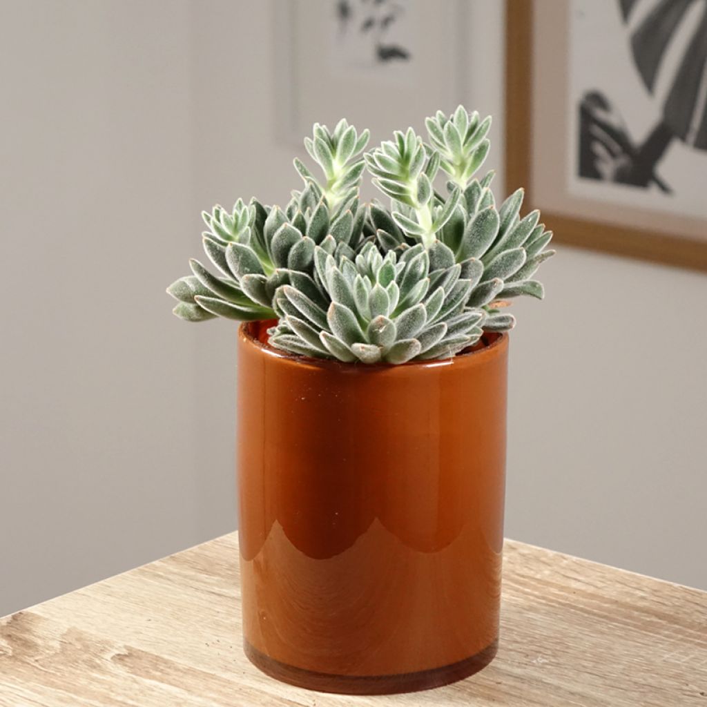 Nukkamehiruusuke - Echeveria setosa