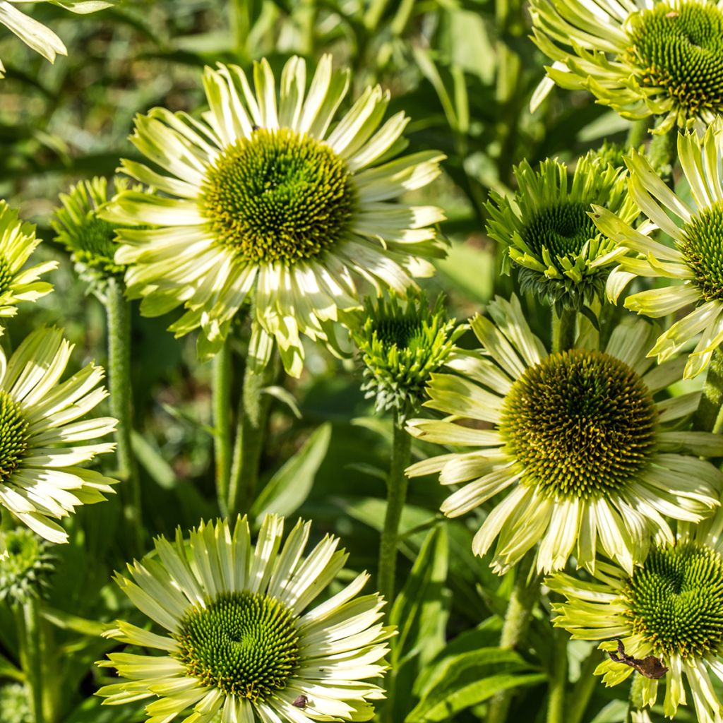 Kaunopunahattu Green Jewel