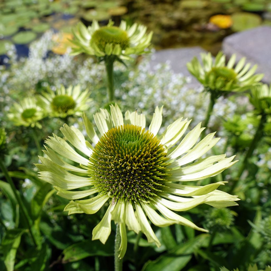 Kaunopunahattu Green Jewel