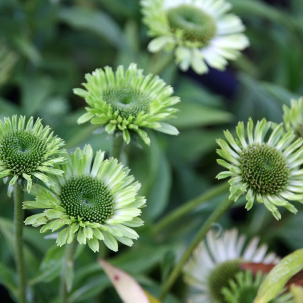 Kaunopunahattu Green Jewel