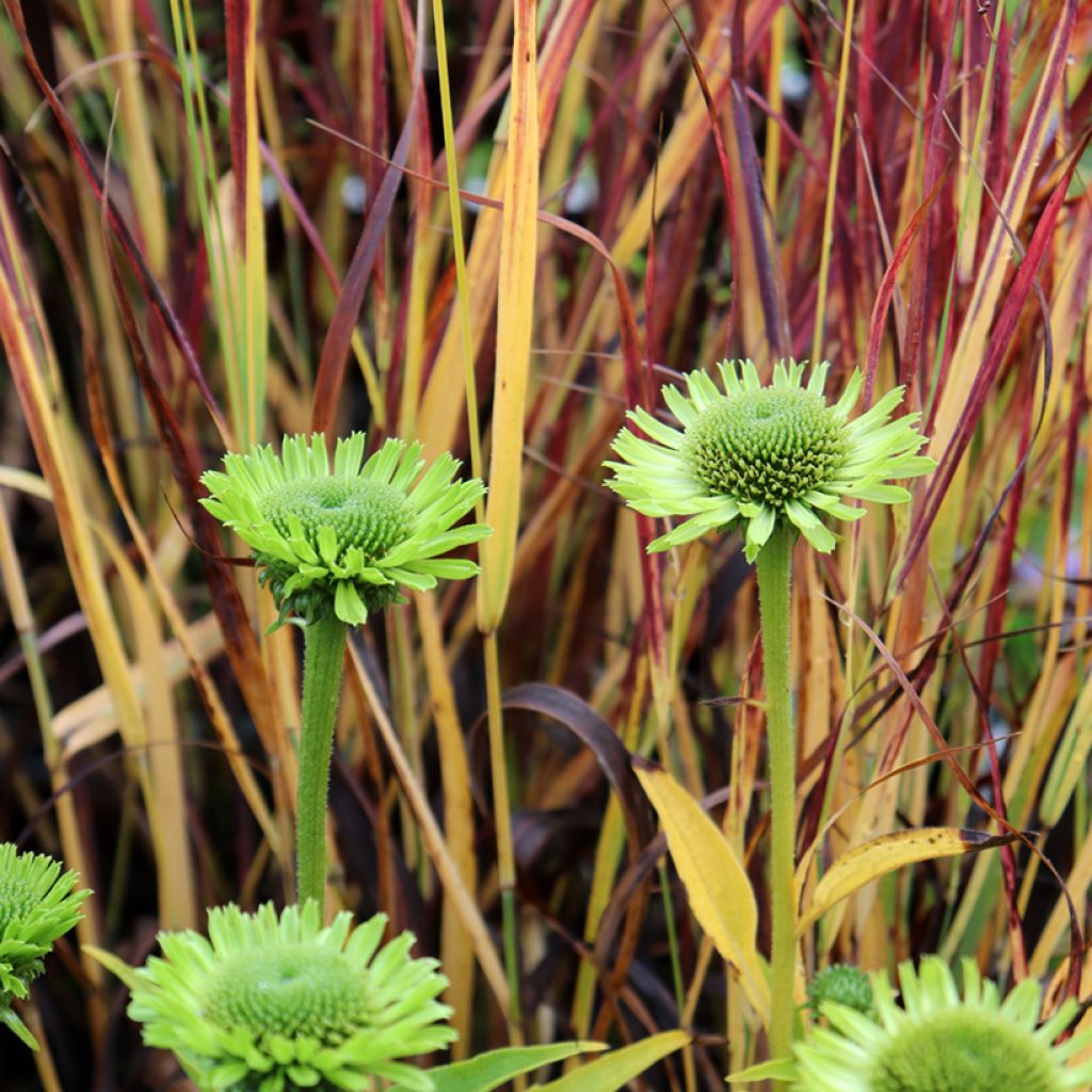 Kaunopunahattu Green Jewel