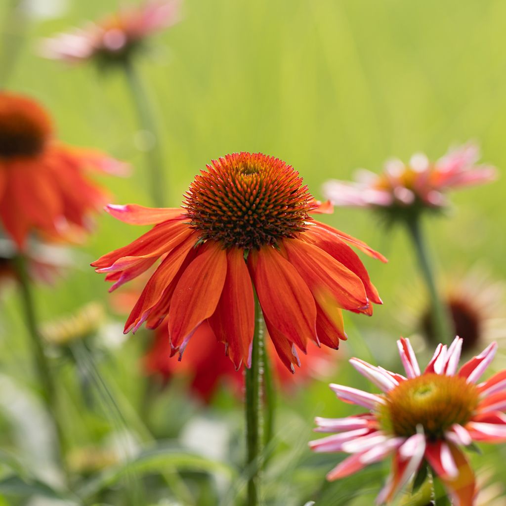 Kaunopunahattu Lakota Orange