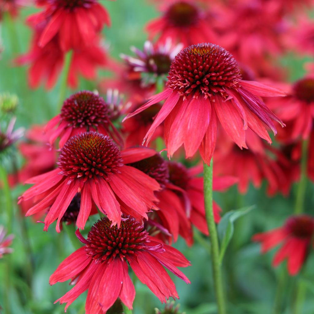 Kaunopunahattu Lakota Red