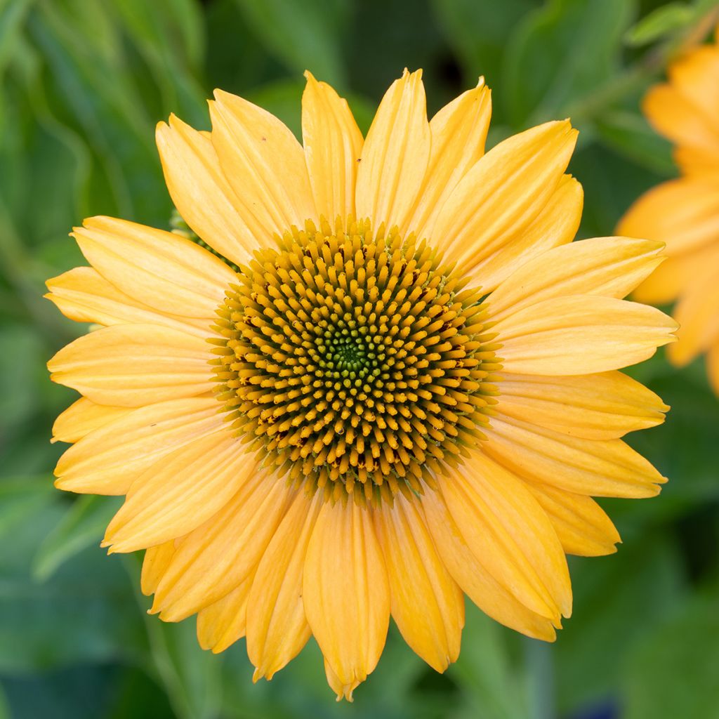 Kaunopunahattu Lakota Yellow