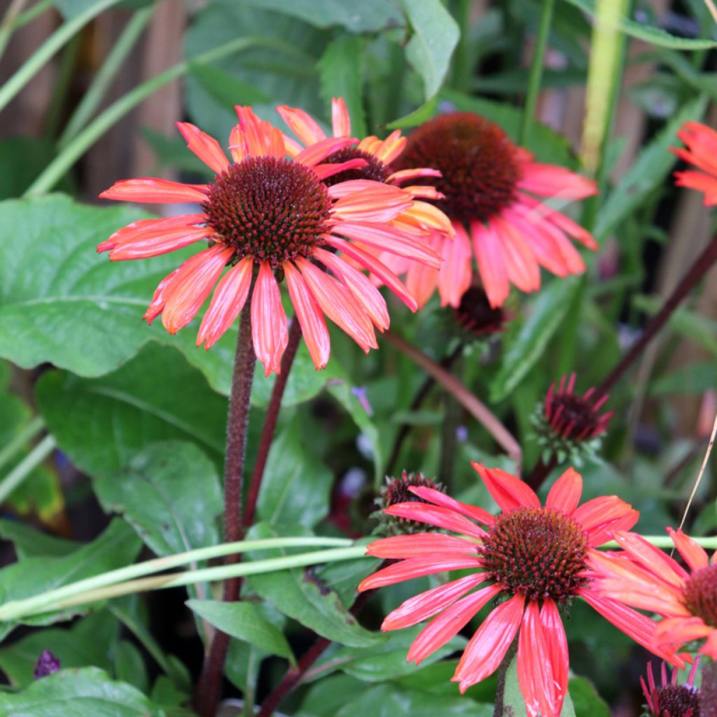 Kaunopunahattu SunSeekers Orange