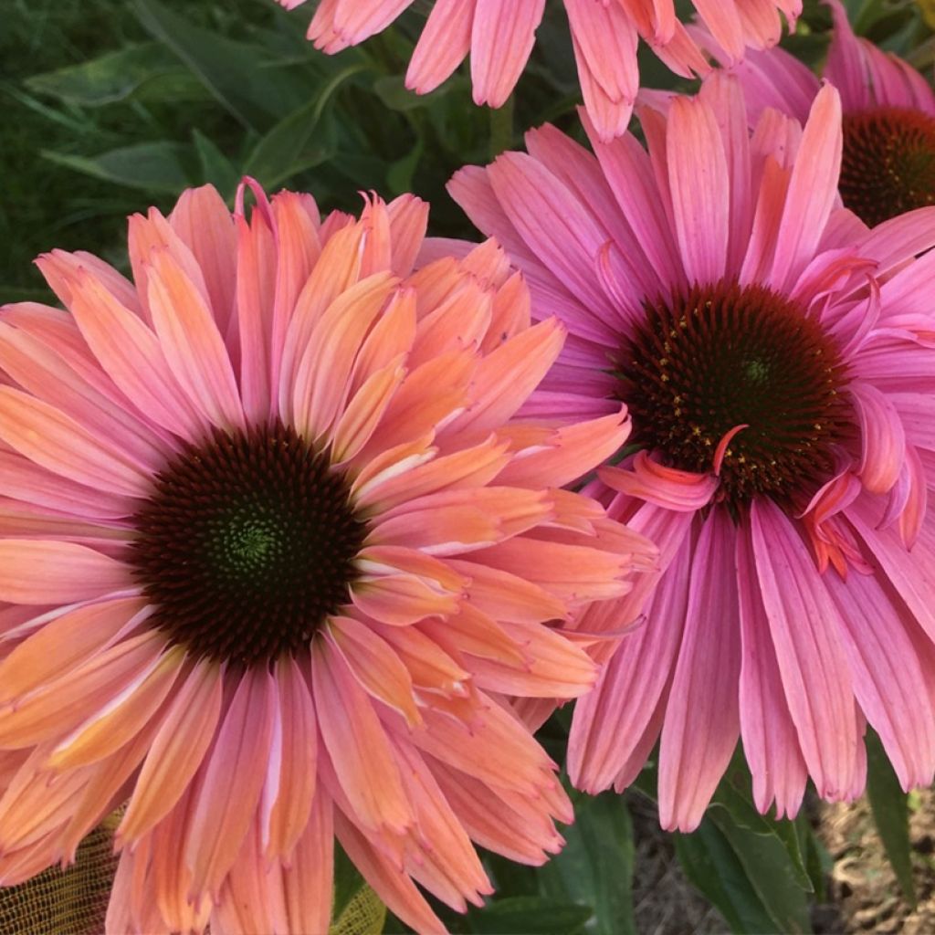 Kaunopunahattu SunSeekers Rainbow - Echinacea purpurea