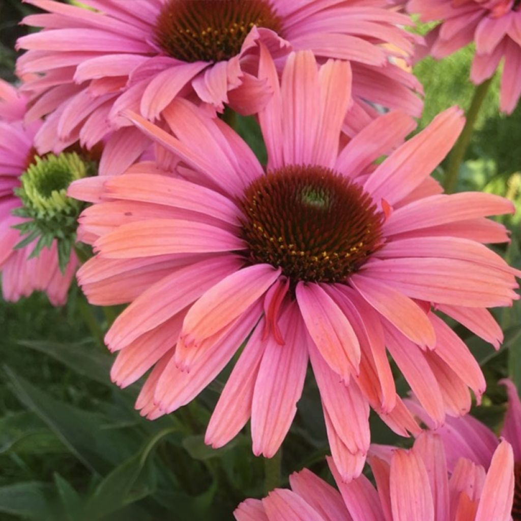 Kaunopunahattu SunSeekers Rainbow - Echinacea purpurea