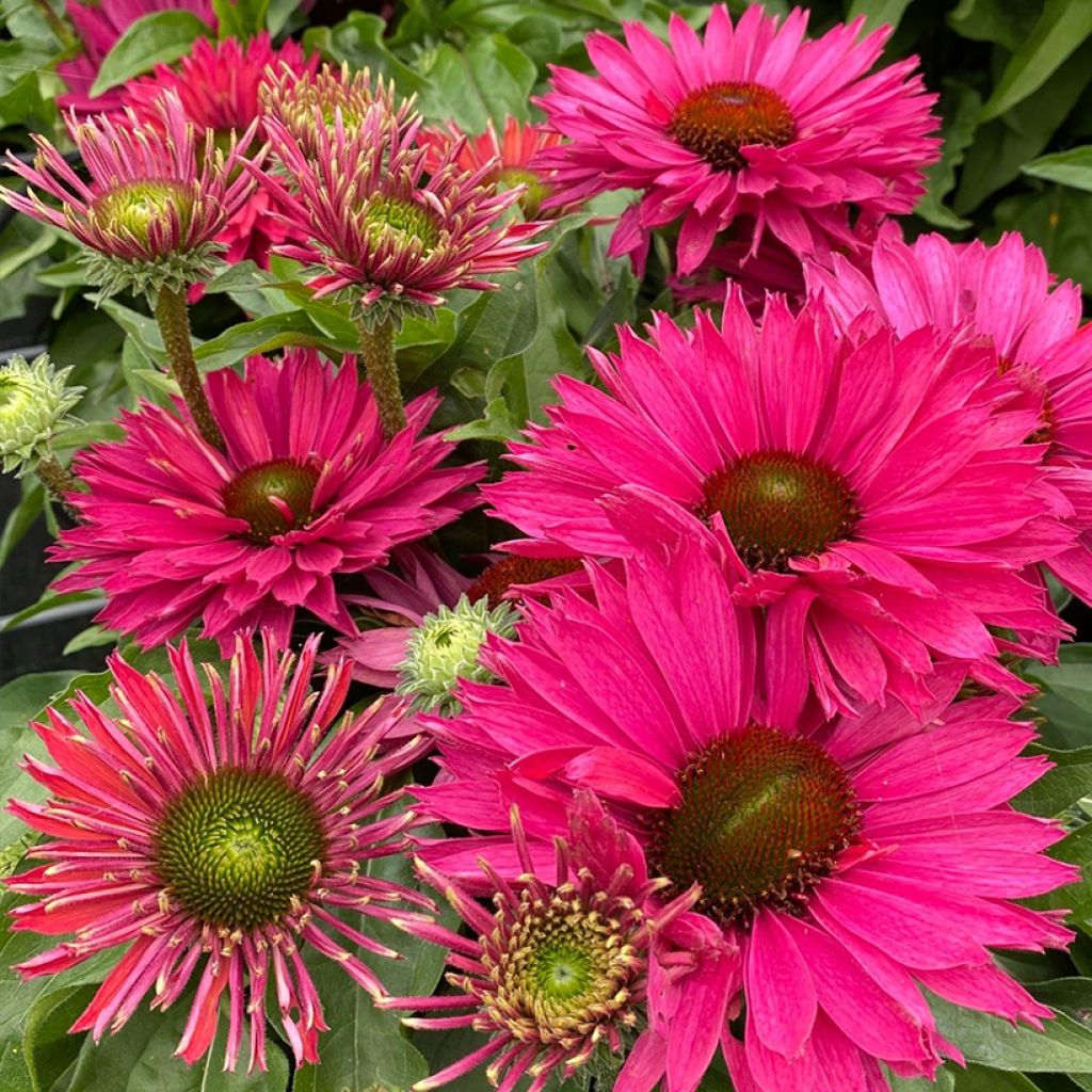 Kaunopunahattu SunSeekers Sweet Fuchsia