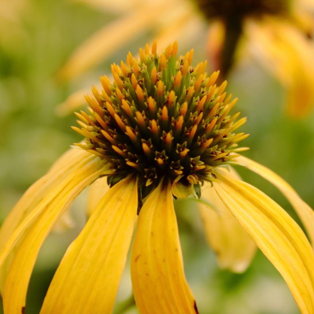 Kaunopunahattu Sunny Meadow Mama