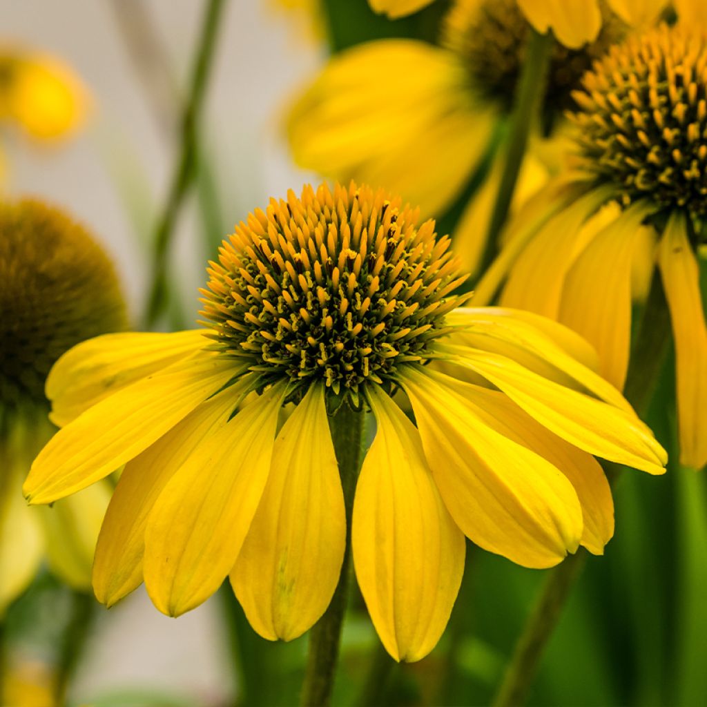 Kaunopunahattu Sunny Meadow Mama