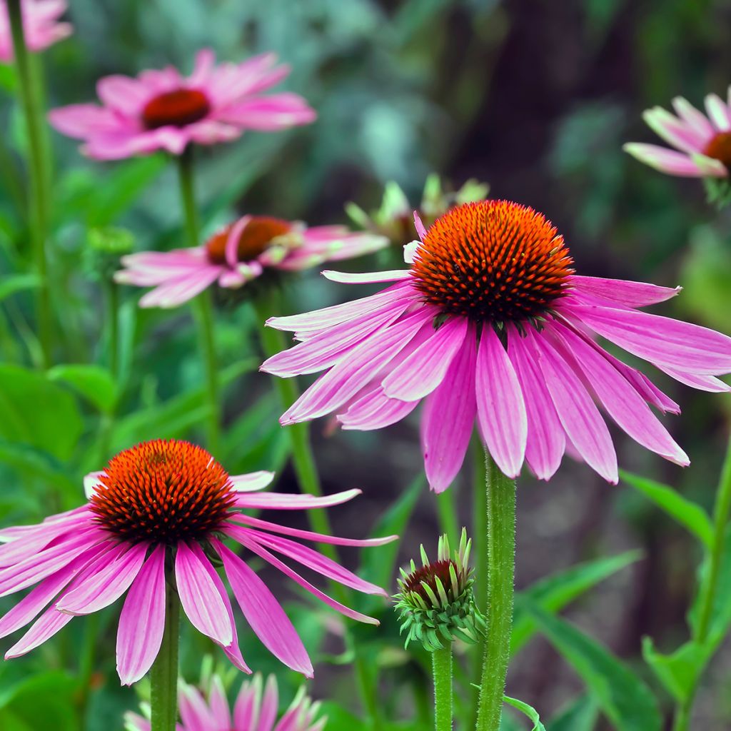 Kapealehtinen punahattu - Echinacea angustifolia