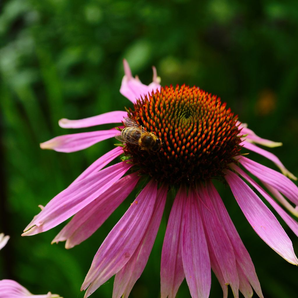 Kapealehtinen punahattu - Echinacea angustifolia
