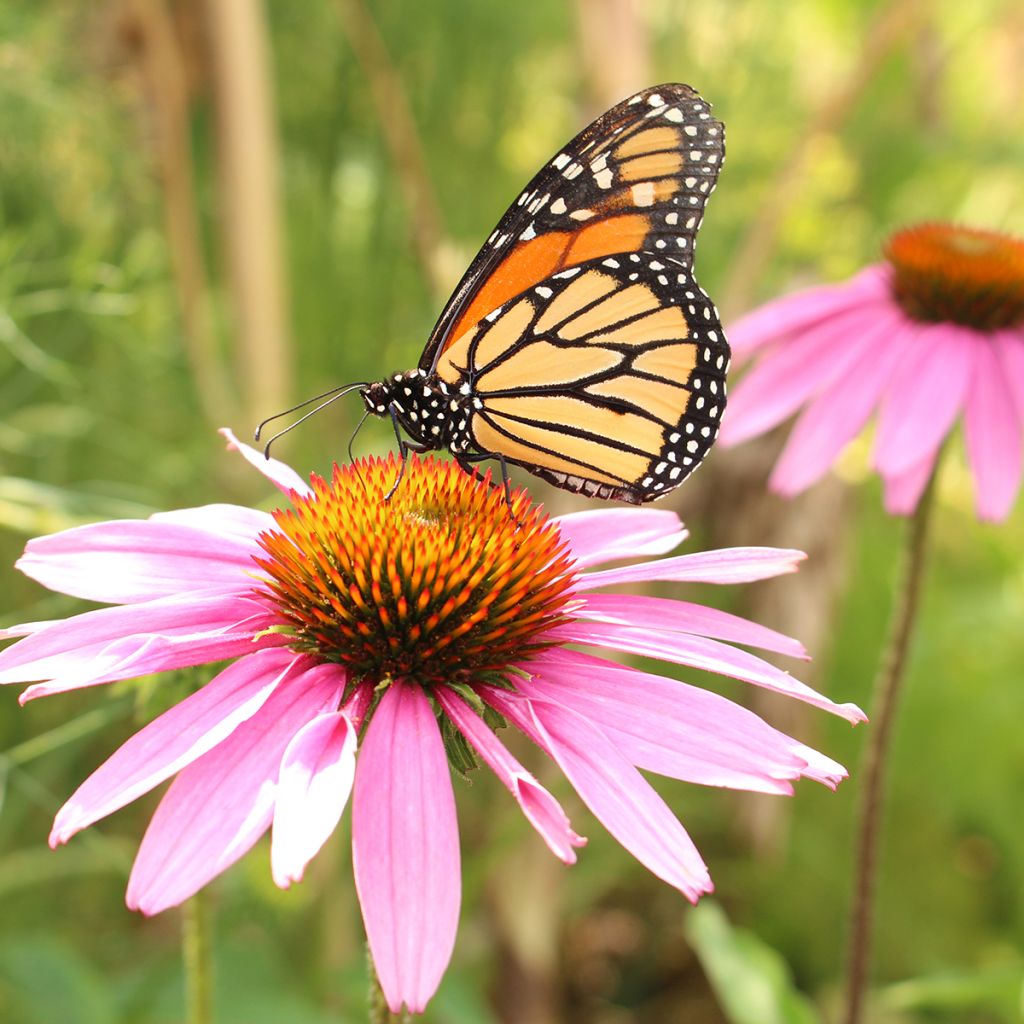 Kapealehtinen punahattu - Echinacea angustifolia