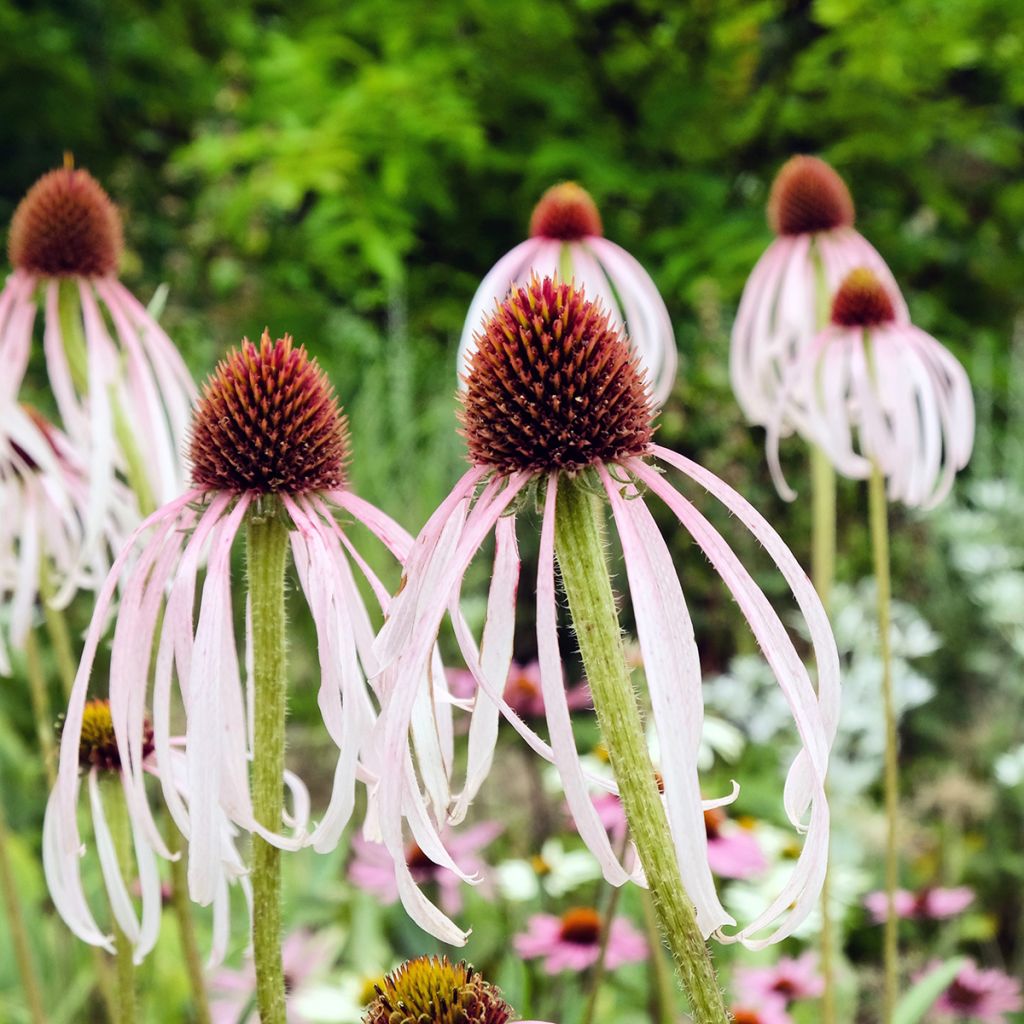 Rohtopunahattu - Echinacea pallida