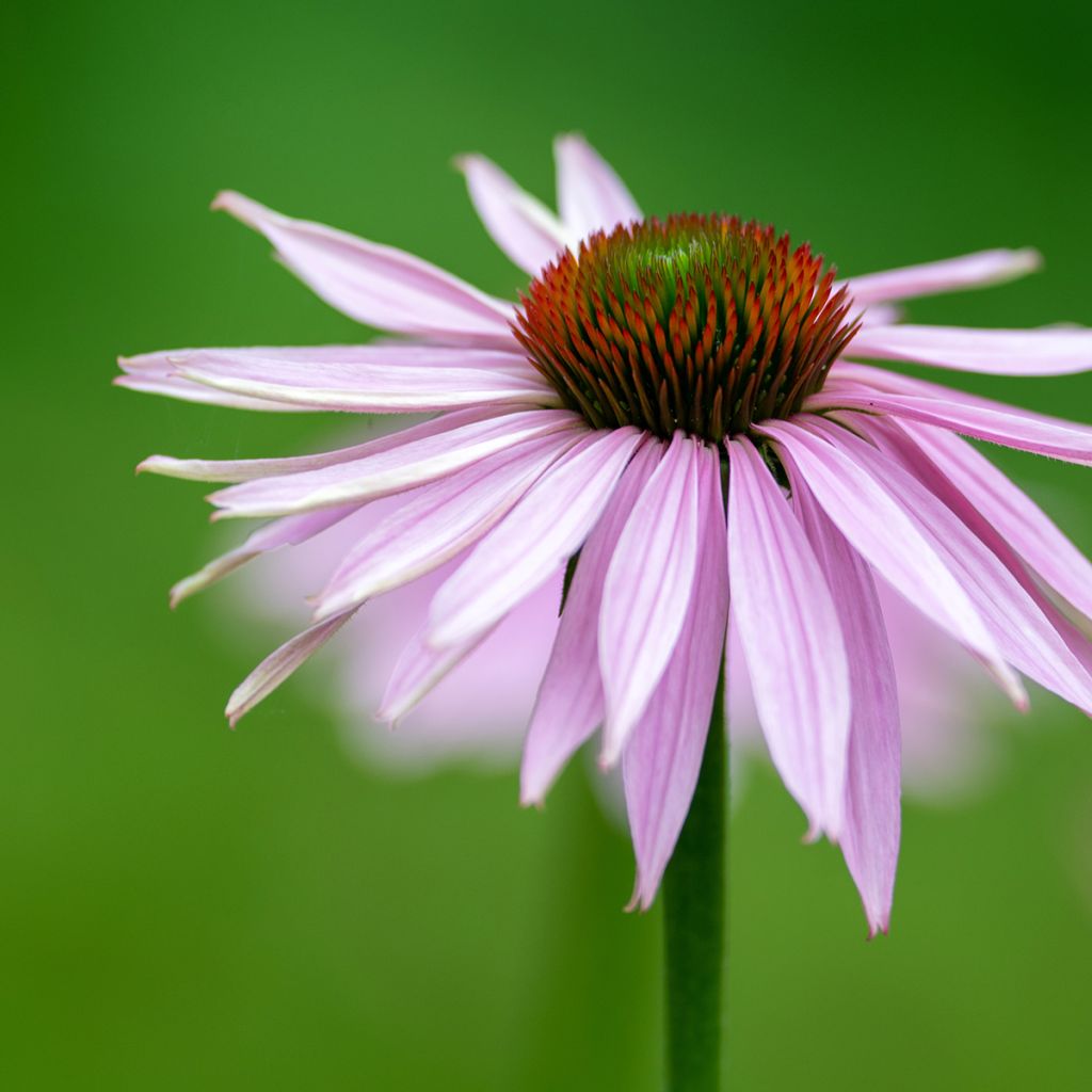 Rohtopunahattu - Echinacea pallida