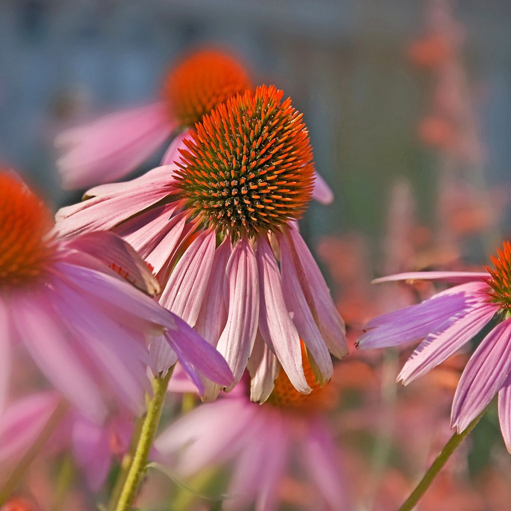 Rohtopunahattu - Echinacea pallida