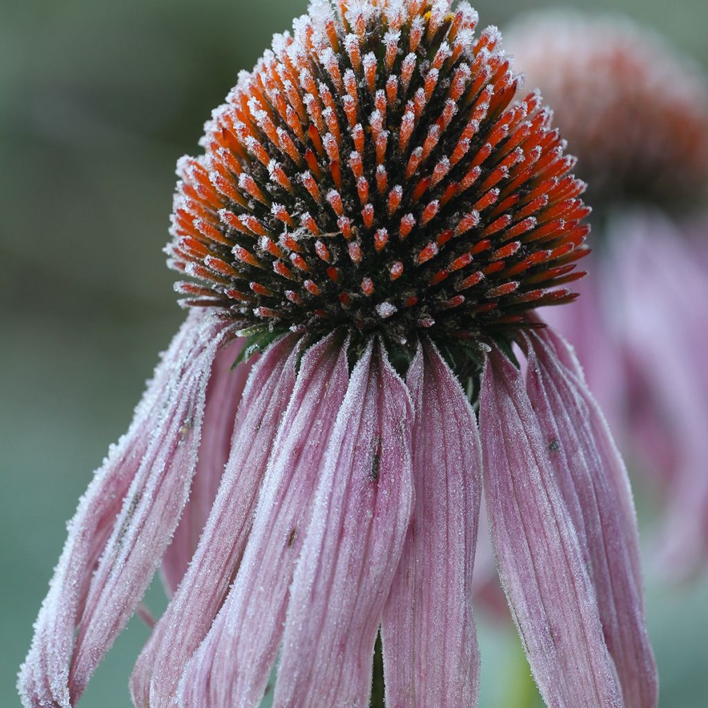Rohtopunahattu - Echinacea pallida