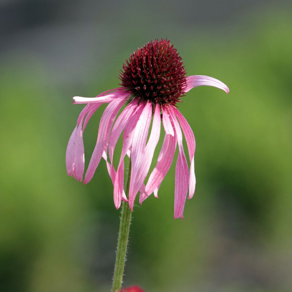 Rohtopunahattu - Echinacea pallida