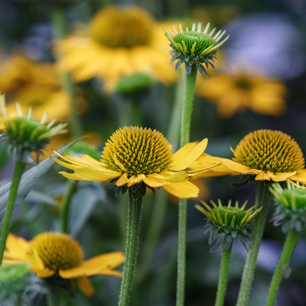 Punahattu - Echinacea paradoxa