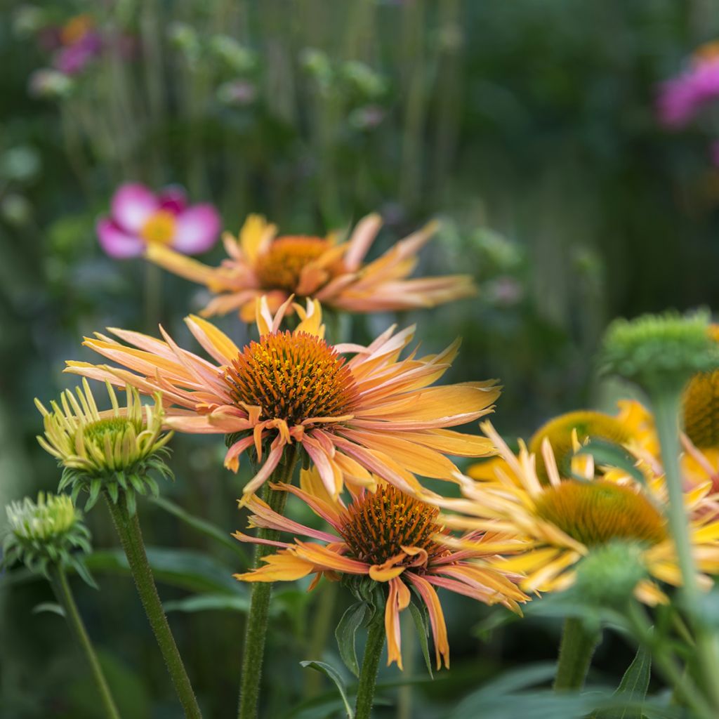 Punahattu - Echinacea paradoxa