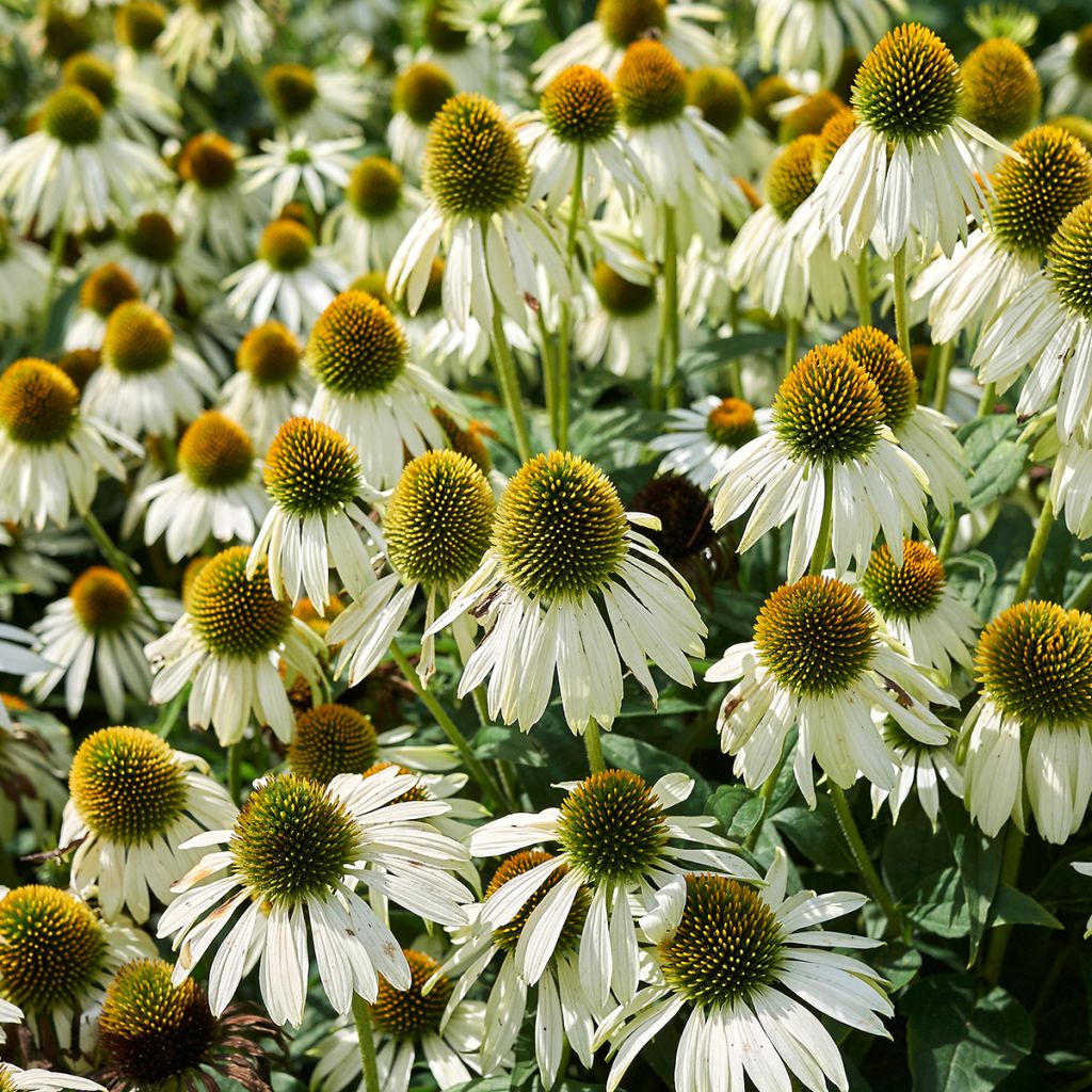 Kaunopunahattu Alba